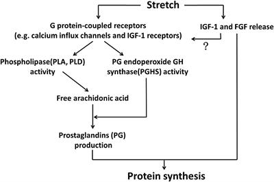 Molecular and Biomechanical Adaptations to Mechanical Stretch in Cultured Myotubes